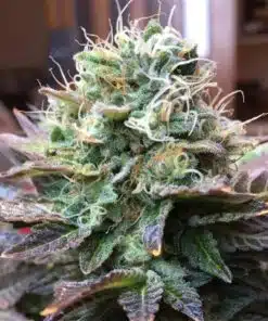 Acapulco Gold Seeds | best feminized seeds