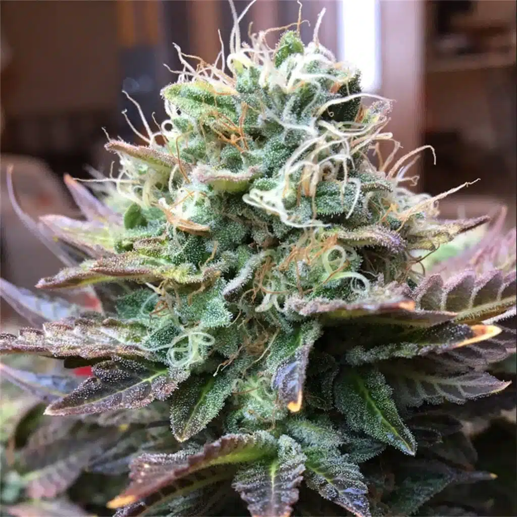 Acapulco Gold Seeds | best feminized seeds