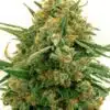 Alpine Star CBD Seeds | Alpine Star Feminized | The Seed Fair