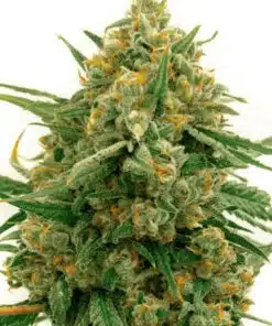 Alpine Star CBD Seeds | Alpine Star Feminized | The Seed Fair