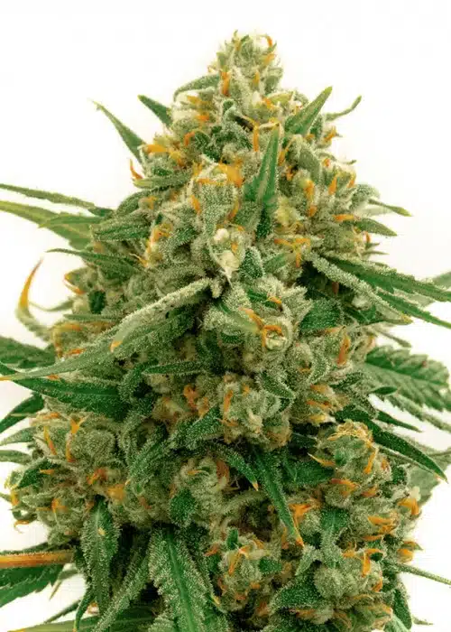 Alpine Star CBD Seeds | Alpine Star Feminized | The Seed Fair