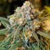 Big Cheese Autoflower Seeds | Big Cheese Strain | The Seed Fair