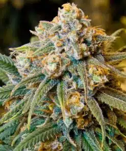 Big Cheese Autoflower Seeds | Big Cheese Strain | The Seed Fair