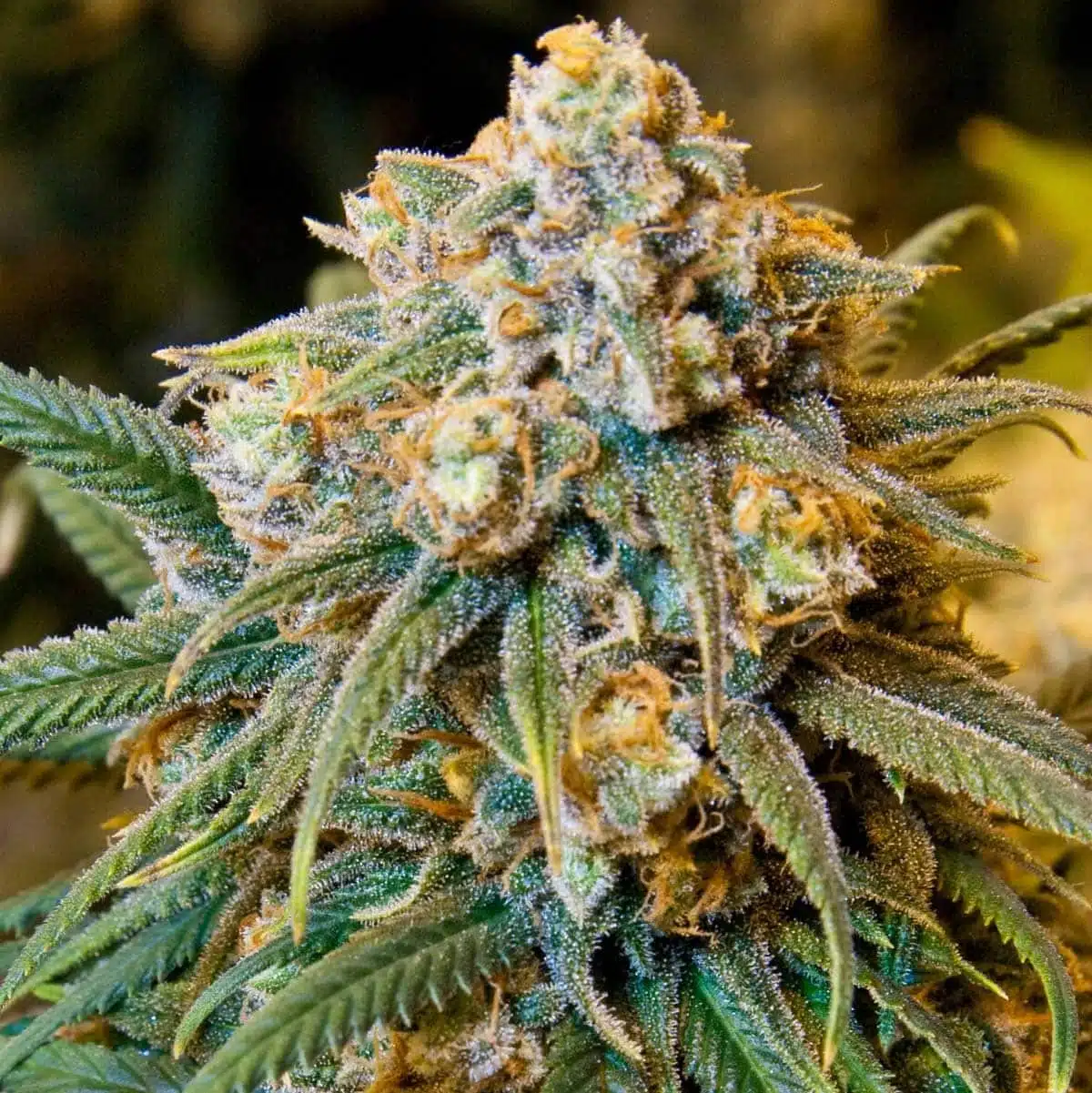 Big Cheese Autoflower Seeds | Big Cheese Strain | The Seed Fair