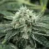 ChemDawg Seeds | best feminized seeds