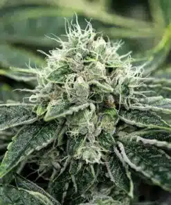 ChemDawg Seeds | best feminized seeds
