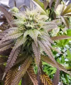 Godfather OG Feminized Cannabis Strain | best feminized seeds