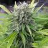 Bubble Gum Seeds | Bubble Gum Feminized Seeds | The Seed Fair