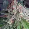 Critical Mass Seeds | Critical Mass Feminized Seeds | The Seed Fair