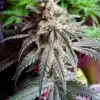 Critical Mass Autoflower Seeds | Critical Strain | The Seed Fair
