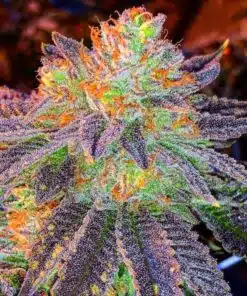 Zkittlez Seeds | best feminized seeds