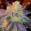 Zkittlez Autoflower Feminized Seeds | The Seed Fair