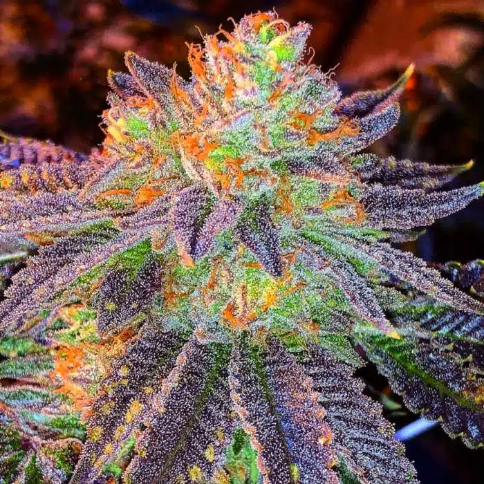 Zkittlez Autoflower Feminized Seeds | The Seed Fair