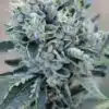Big Haze Seeds | Big Haze Autoflower Seeds | The Seed Fair