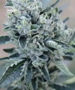 Big Haze Seeds | Big Haze Autoflower Seeds | The Seed Fair