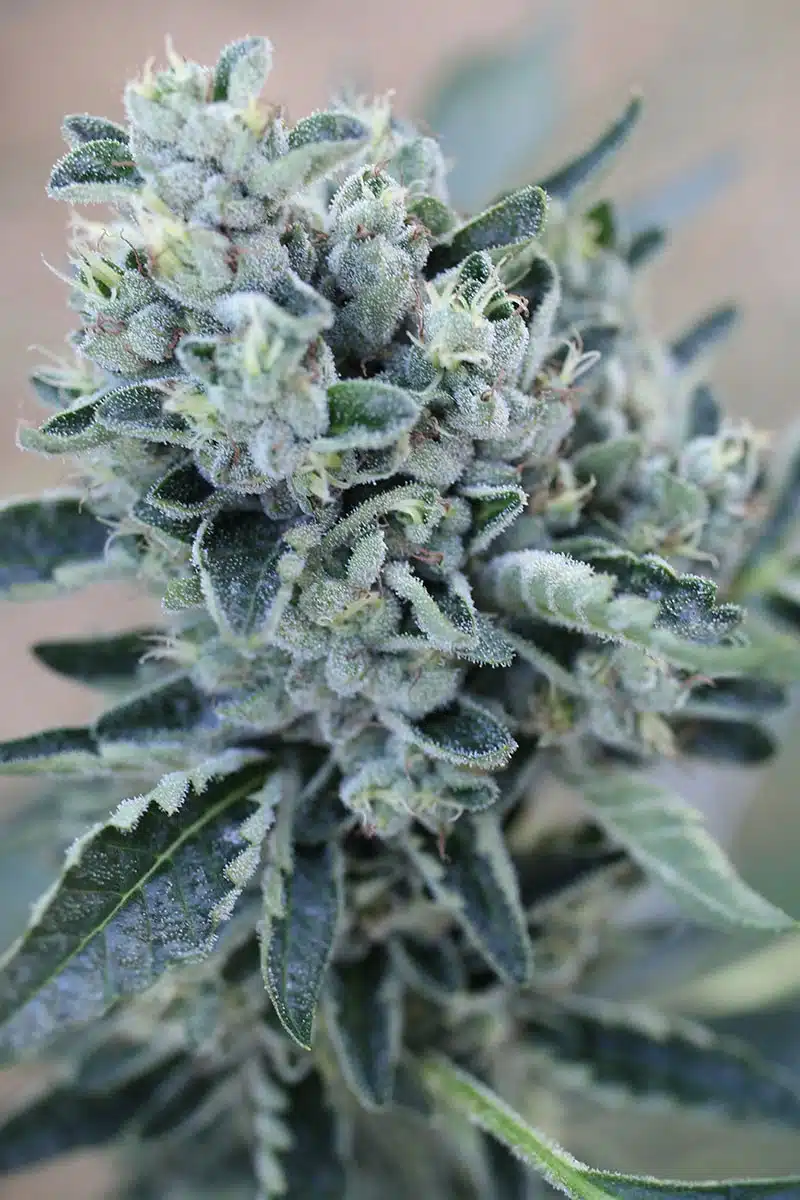 Big Haze Seeds | Big Haze Autoflower Seeds | The Seed Fair