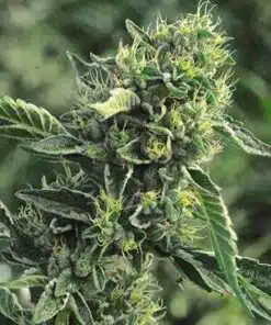 $100 OG Feminized Cannabis Seeds | $100 OG Strain | The Seed Fair
