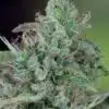 CBD Ratio 1:30 Feminized Cannabis Seeds | CBD Ratio Strain | The Seed Fair