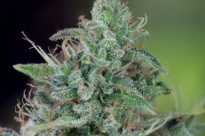 CBD Ratio 1:30 Feminized Cannabis Seeds | CBD Ratio Strain | The Seed Fair