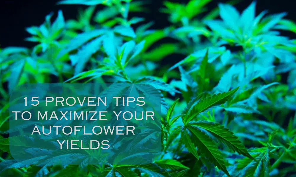 maximize autoflower yields