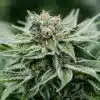Afghani Feminized Cannabis Seeds | Afghani Strain | The Seed Fair
