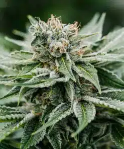 Afghani Feminized Cannabis Seeds | Afghani Strain | The Seed Fair