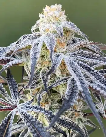 Alien Technology Regular Cannabis Seeds | Alien Technology Strain | The Seed Fair