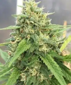 American Haze Seeds | American Haze Strain Feminized | The Seed Fair