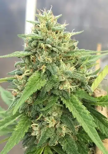 American Haze Seeds | American Haze Strain Feminized | The Seed Fair