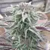 Berry White Feminized Cannabis Seeds | Berry White Strain | The Seed Fair