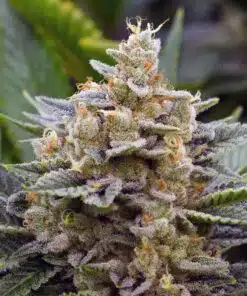 Chemdog #4 Feminized Cannabis Seeds | Chemdog #4 Strain | The Seed Fair