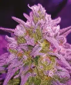 Critical Purple Autoflower Seeds | Feminized Critical Purple Strain | The Seed Fair