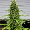 Durban Poison Feminized Seeds
