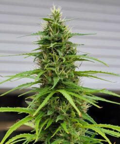Durban Poison Feminized Seeds