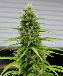 Durban Poison Feminized Seeds