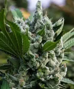 Gorilla Glue Regular Cannabis Seeds | Gorilla Glue Strain | The Seed Fair