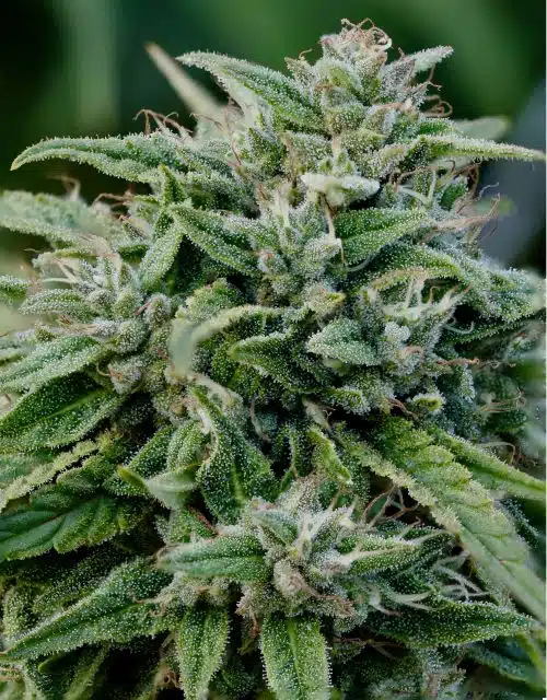 Gorilla Glue Auto-Flowering Cannabis Seeds | Gorilla Glue Strain | The Seed Fair