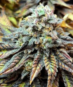 Harlequin Feminized Cannabis Seeds | Harlequin Strain | The Seed Fair
