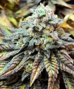 Harlequin Feminized Cannabis Seeds | Harlequin Strain | The Seed Fair