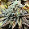 CBD Harlequin 1 to 18 Feminized Cannabis Seeds | CBD Harlequin Strain | The Seed Fair