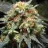 Herijuana Feminized Cannabis Seeds | Herijuana Strain | The Seed Fair