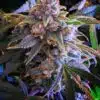 Larry OG Feminized Cannabis Seeds | Larry OG Strain | The Seed Fair