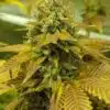 Lemon Skunk Auto Flower Seeds | Lemon Skunk Strain | The Seed Fair