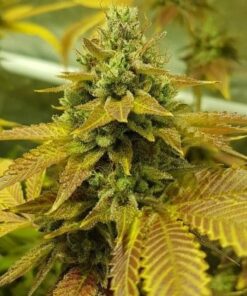 Lemon Skunk Auto Flower Seeds | Lemon Skunk Strain | The Seed Fair