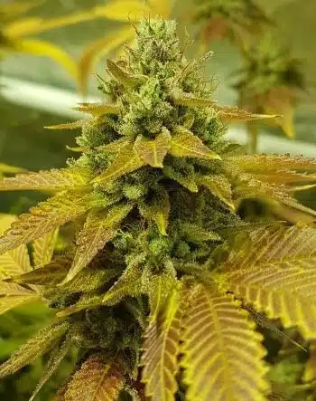 Lemon Skunk Auto Flower Seeds | Lemon Skunk Strain | The Seed Fair
