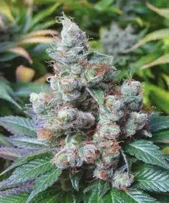 NY Diesel Auto-Flowering Cannabis Seeds | NY Diesel Strain | The Seed Fair