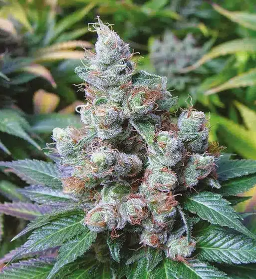 NY Diesel Auto-Flowering Cannabis Seeds | NY Diesel Strain | The Seed Fair