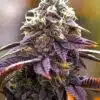 Pink Kush Seeds | Pink Kush Strain Feminized | The Seed Fair