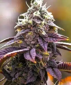 Pink Kush Seeds | Pink Kush Strain Feminized | The Seed Fair