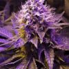 Purple Haze Seeds | Purple Haze Strain Feminized | The Seed Fair